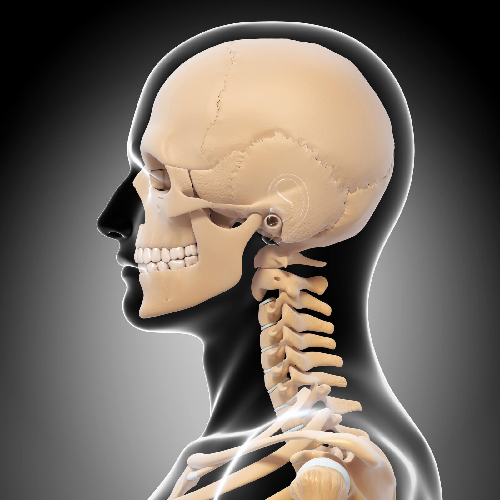 Graphic showing bones of the skull and neck representing EndoNasal Cranial Correction™ service offered in our office.